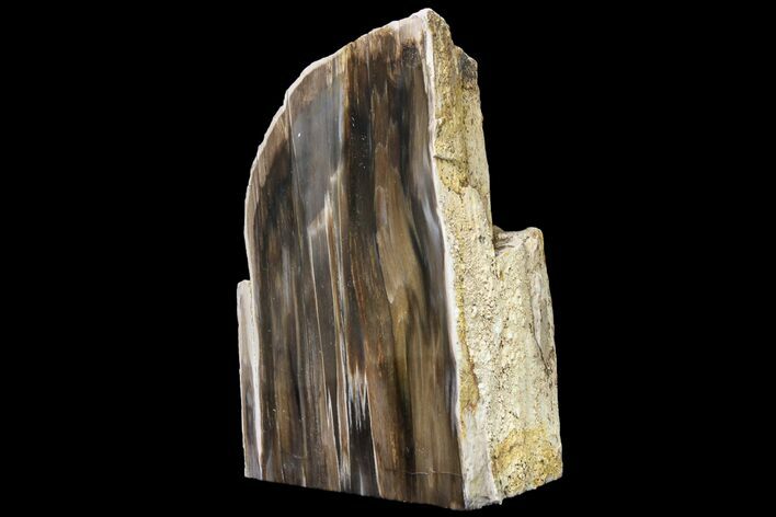 Polished, Petrified Wood (Metasequoia) Stand Up - Oregon #152382